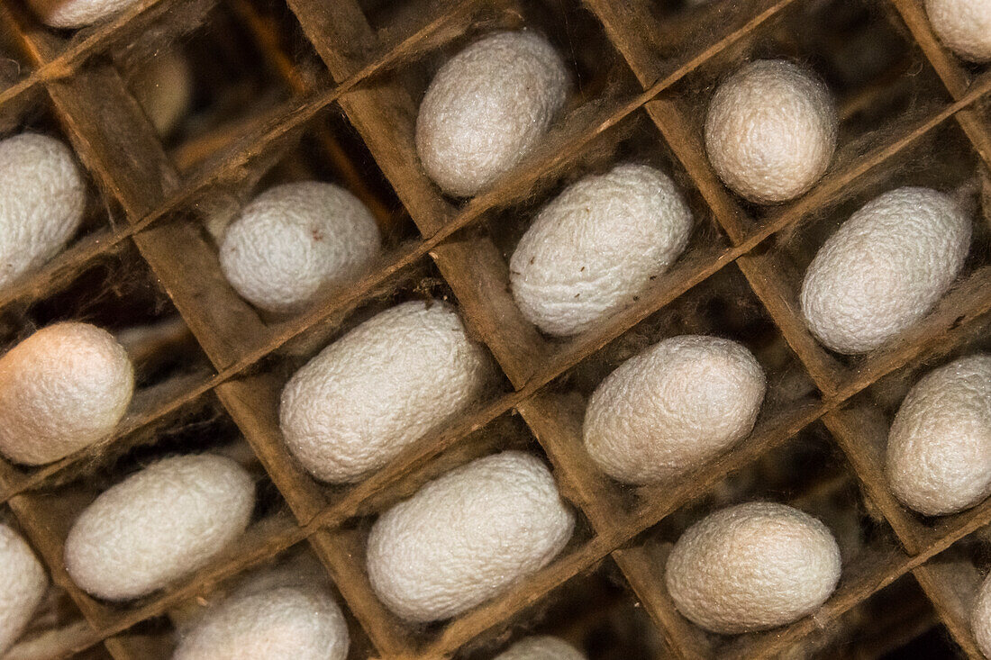 Razing silkworms in the attic of a Gassho-zukuri house, Ainokura Village, Gokayama, Toyama Prefecture, Japan