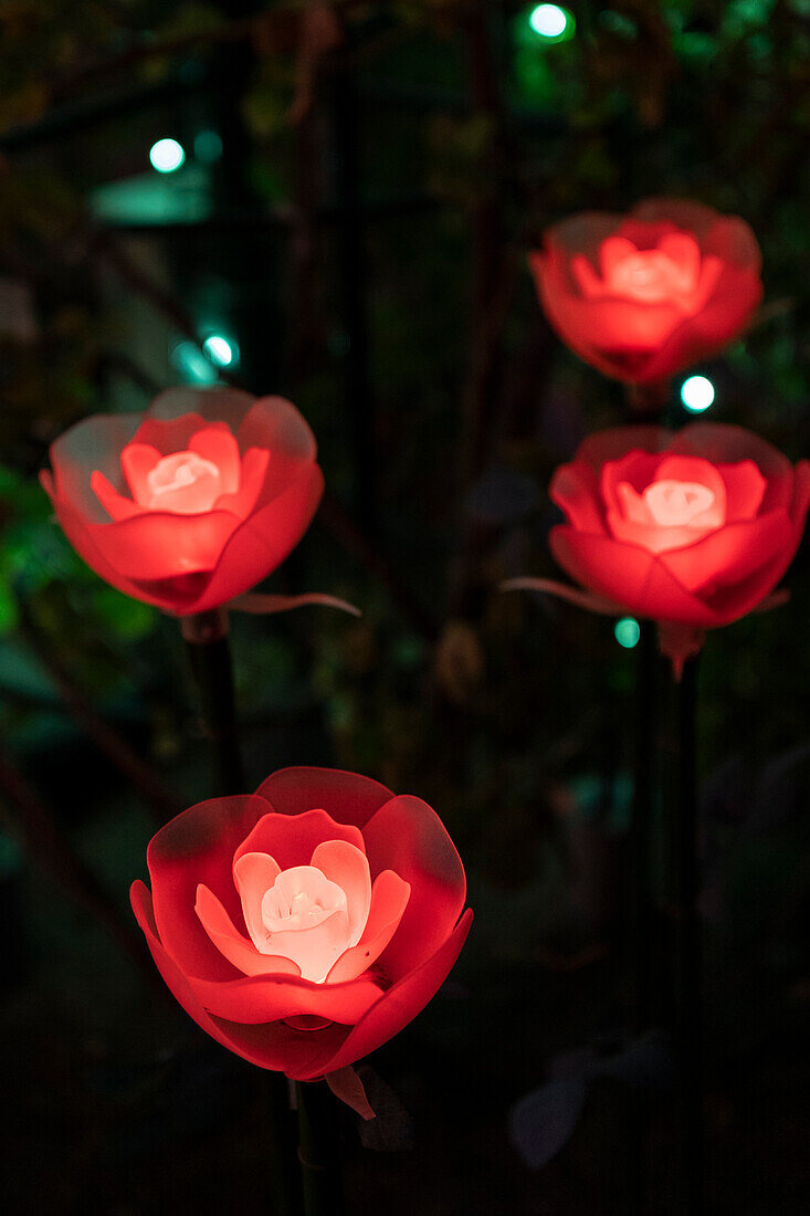 Beleuchtete rote Rosen im Ashikaga Flower Park, Japan, bei Nacht im Winter.
