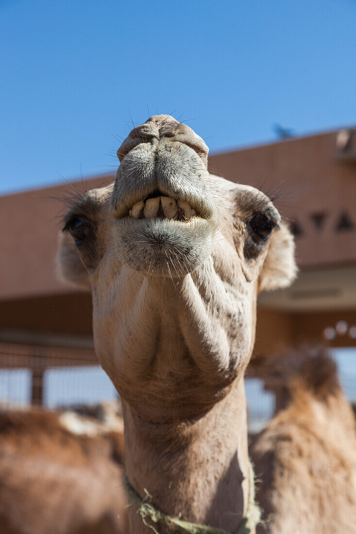 UAE, Al Ain. Jabel Hafeet, Al Ain Camel Market