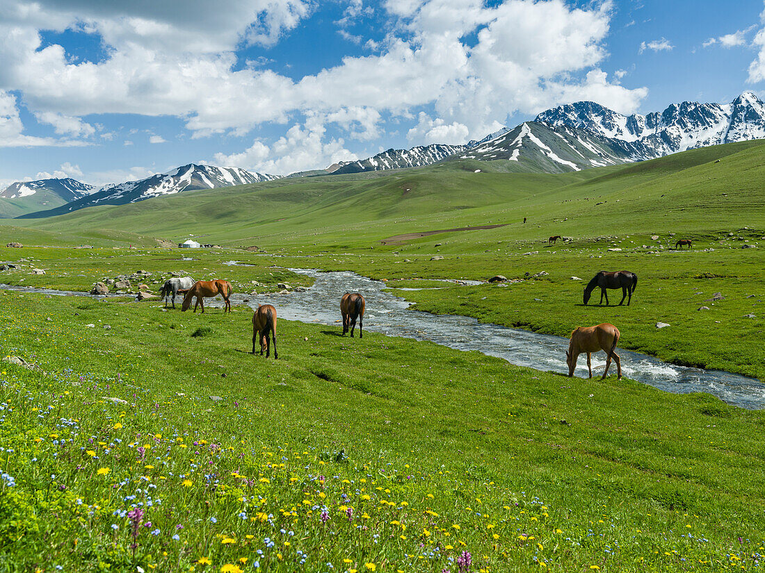 Horses on summer pasture. The Suusamyr plain, a high valley in Tien Shan Mountains, Kyrgyzstan