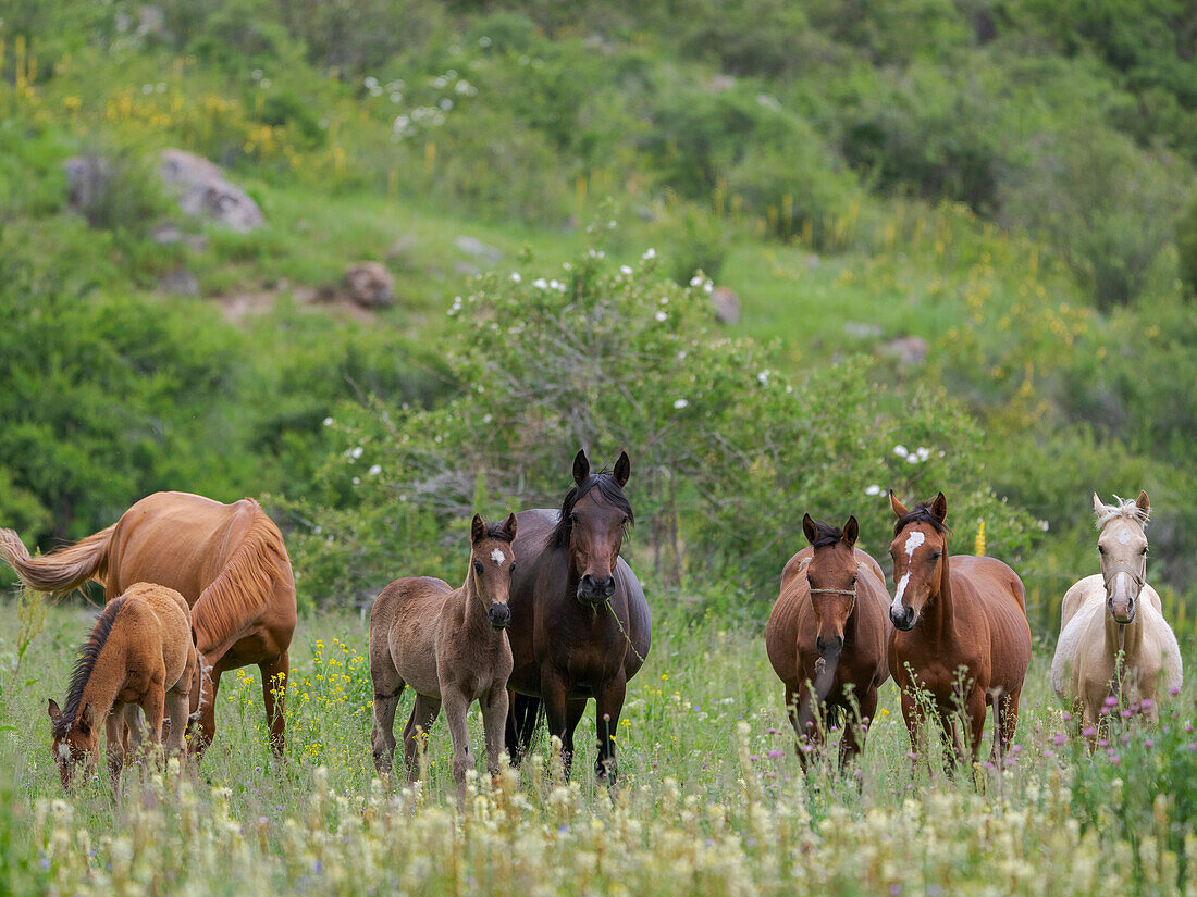 Pferde auf ihrer Sommerweide. Nationalpark Besch Tasch im Talas-Alatoo-Gebirge, Tien Shan oder Himmelsgebirge, Kirgisistan