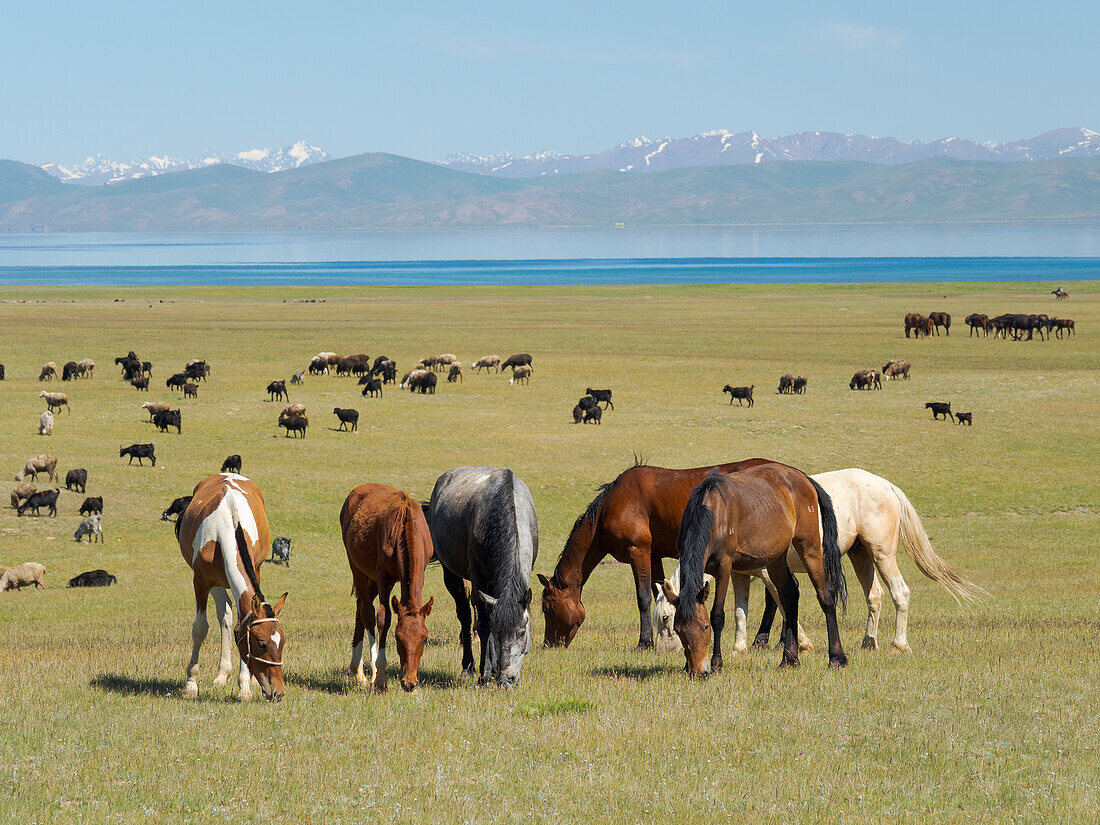 Horses on their mountain pasture at lake Song Kol (Son Kul, Songkol, Song-Koel). Tien Shan mountains or heavenly mountains in Kirghizia, Kyrgyzstan