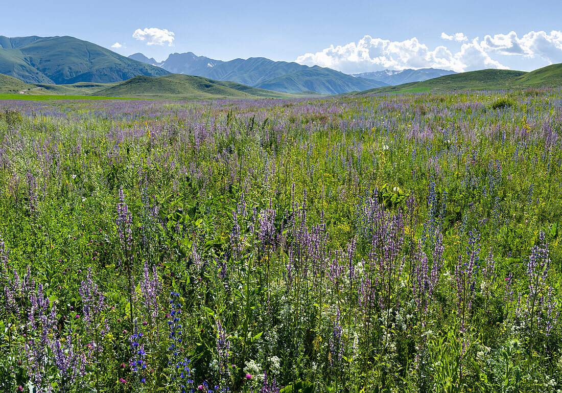 Wildflower meadow near the mountain road from Kazarman to mountain pass Urum Basch Ashuusu in the Tien Shan mountains or heavenly mountains in Kirghizia, Kyrgyzstan