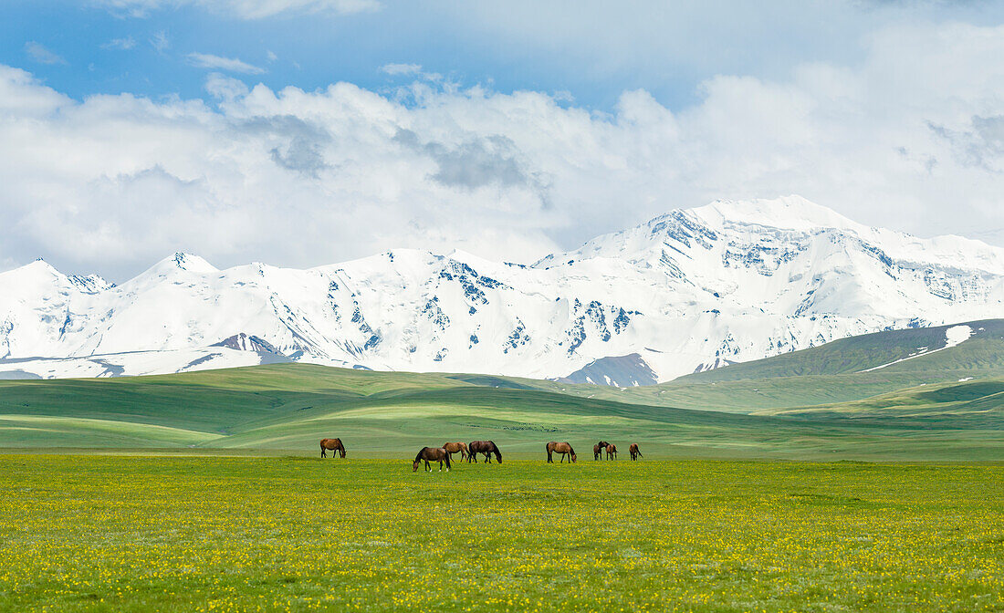 The Alaj valley with the Transalai mountains in the background. The Pamir Mountains. Central Asia, Kyrgyzstan