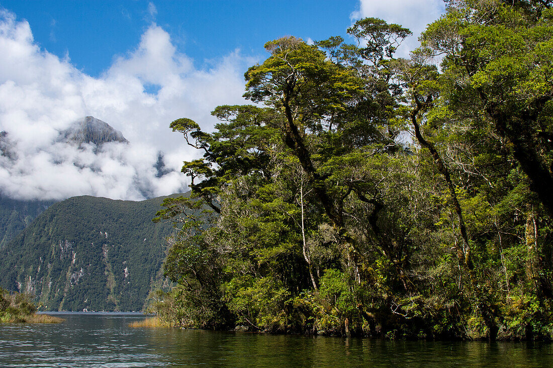 New Zealand, South Island, Fiordland National Park, Milford Sound.