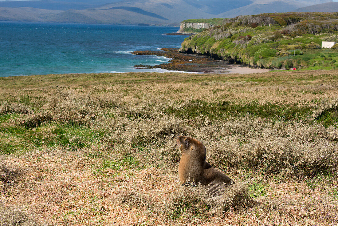 Neuseeland, Auckland-Inseln, Südpazifik, Enderby-Insel, Sandy Bay. Neuseeländischer Seelöwe (Phocarctos hookeri) alias Hooker's Seelöwe oder Whakahao. Die seltenste Seelöwenart der Welt.