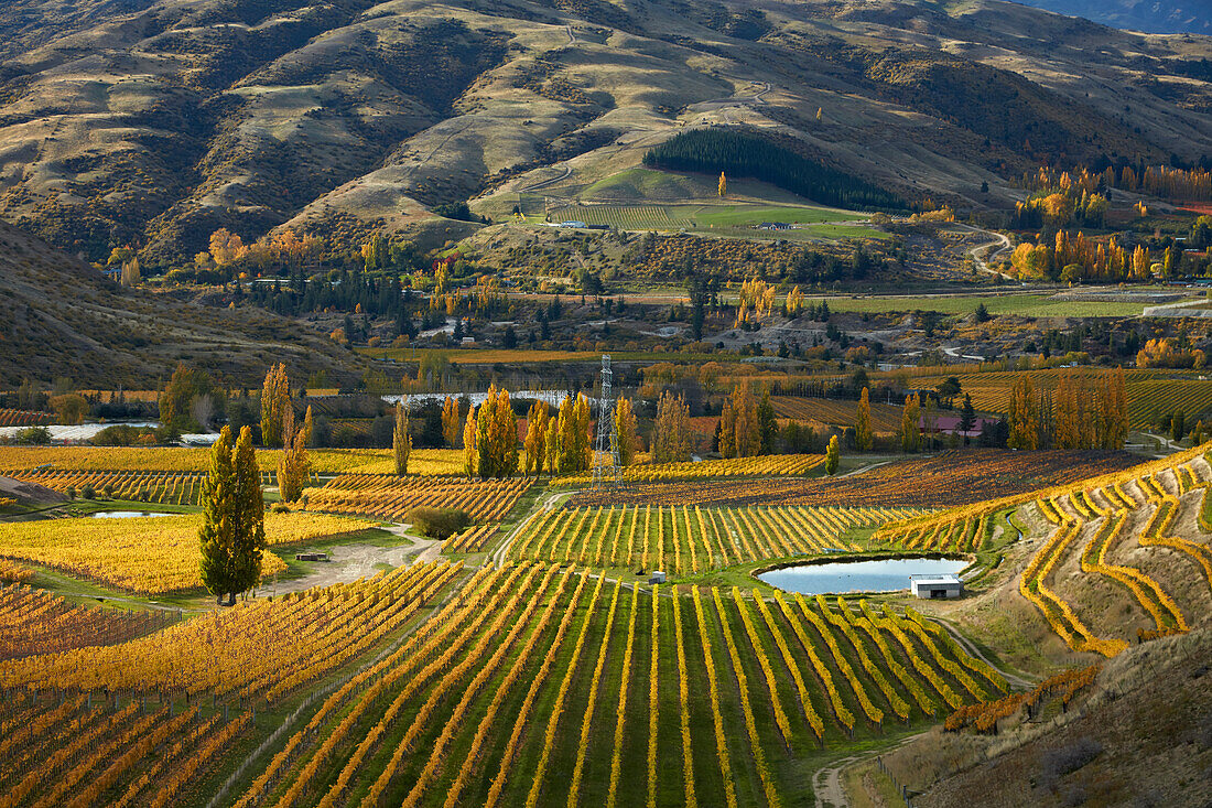 Autumn colors, Felton Road Vineyard, Bannockburn, near Cromwell, Central Otago, South Island, New Zealand