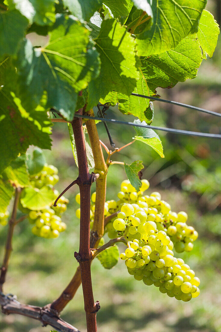 New Zealand, North Island, Auckland. Vineyard