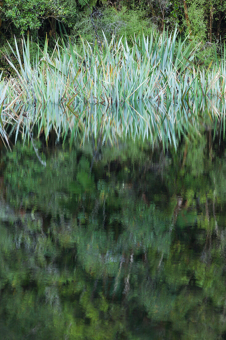 New Zealand, South Island, West Coast, Fox Glacier Village, Lake Matheson, reflection