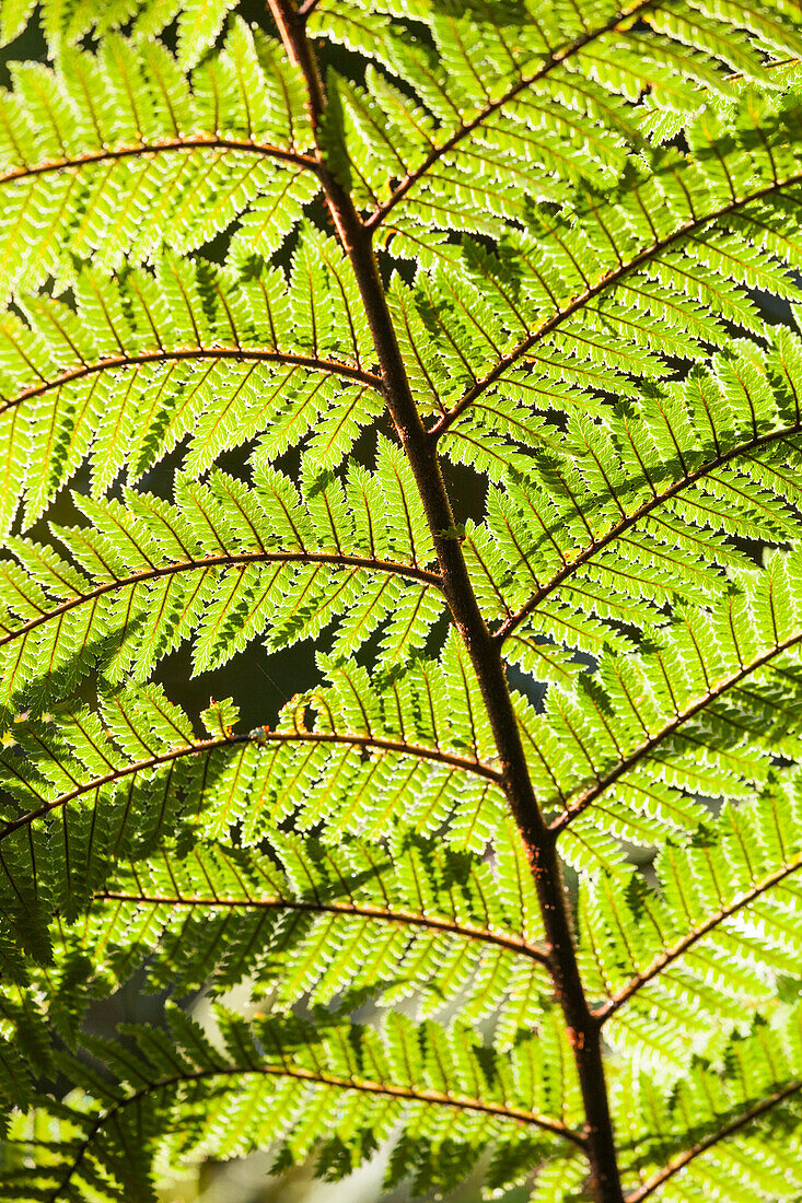 New Zealand, South Island, West Coast, Fox Glacier Village, Lake Matheson, ferns