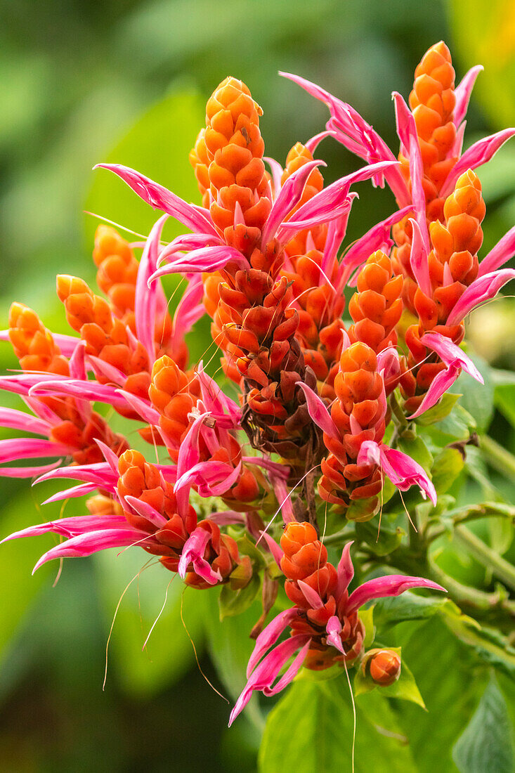 Karibik, Trinidad, Asa Wright Nature Center. Orangefarbene und rosafarbene Blumenblüten
