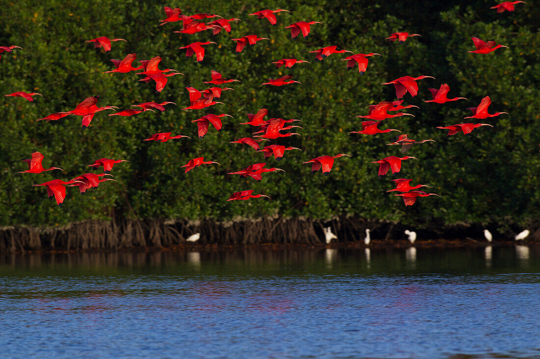 Scarlet Ibis flock