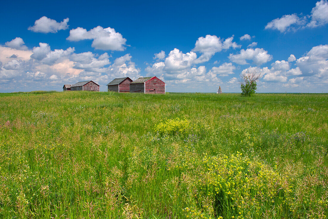 Kanada, Alberta, Oyen. Getreidespeicher im Grasfeld