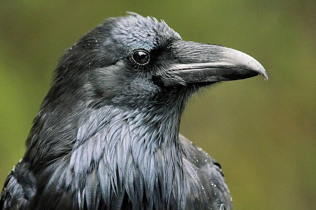 Canada, Alberta, Banff National Park. Common raven close-up