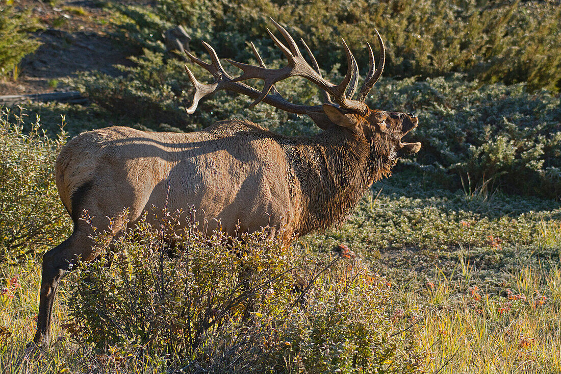 Canada, Alberta, Jasper National Park. Bull elk next to Athabasca River