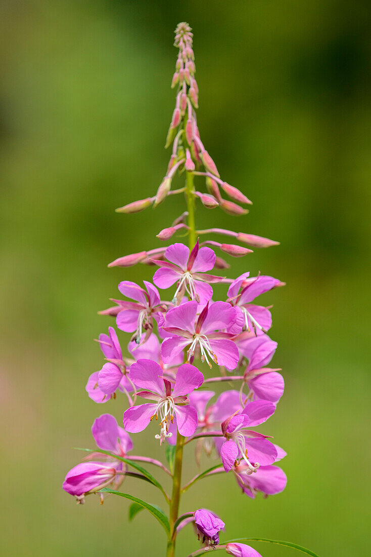 Canada, Alberta, Banff National Park. Pink fireweed flowers close-up.