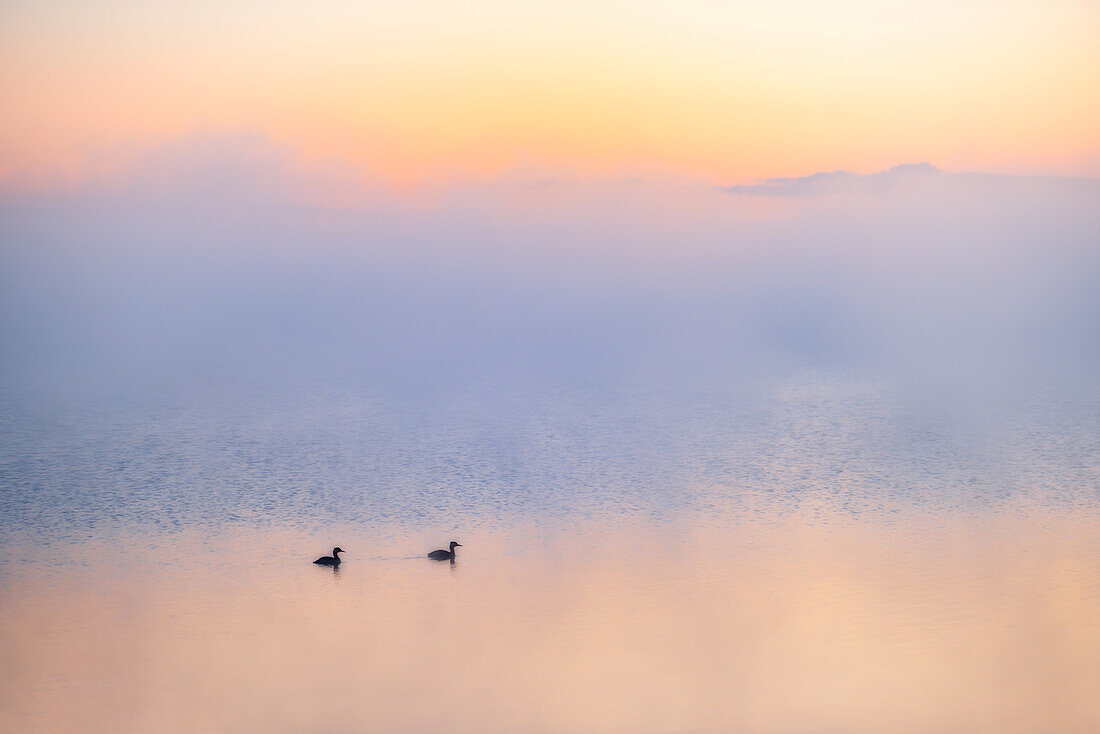 Kanada, Alberta. Haubentaucher im Morgennebel auf dem Sturgeon Lake.