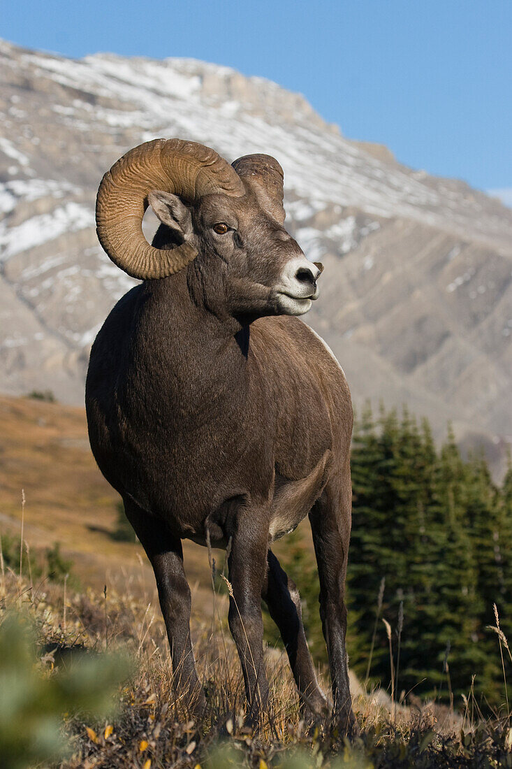 Rocky Mountain Bighorn-Schafbock