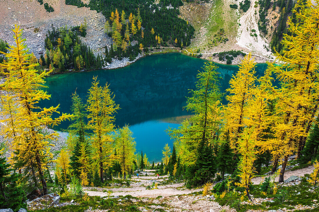 Fall larch trees and hikers on trail above Lake Agness, Banff National Park, Alberta, Canada