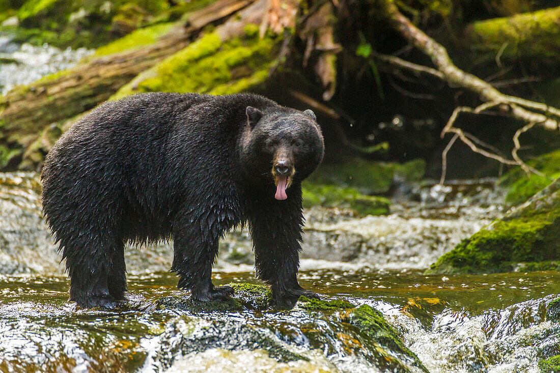 Canada, British Columbia, Inside Passage. Black bear fishing on Qua Creek