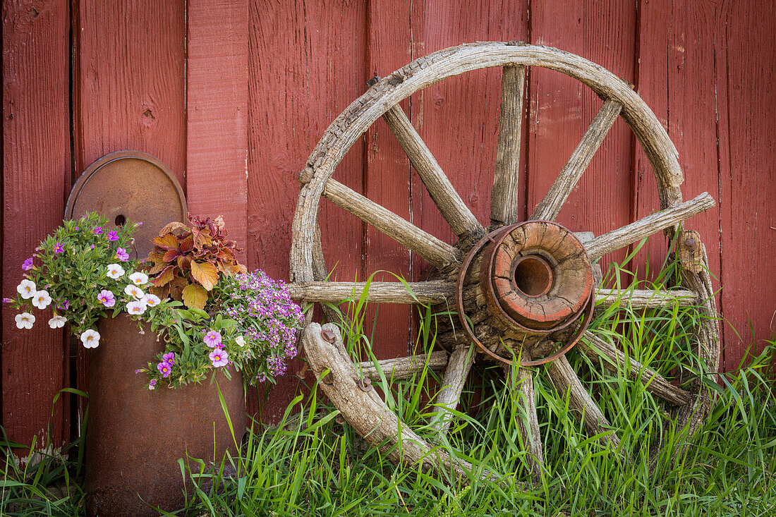 Kanada, Britisch-Kolumbien, Cache Creek, Hat Creek Ranch. Oldtimer-Wagenrad und Blumen