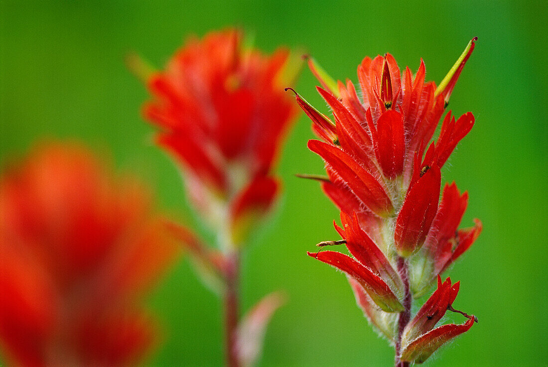 Canada, British Columbia, Valemount. Indian paintbrush flowers close-up.