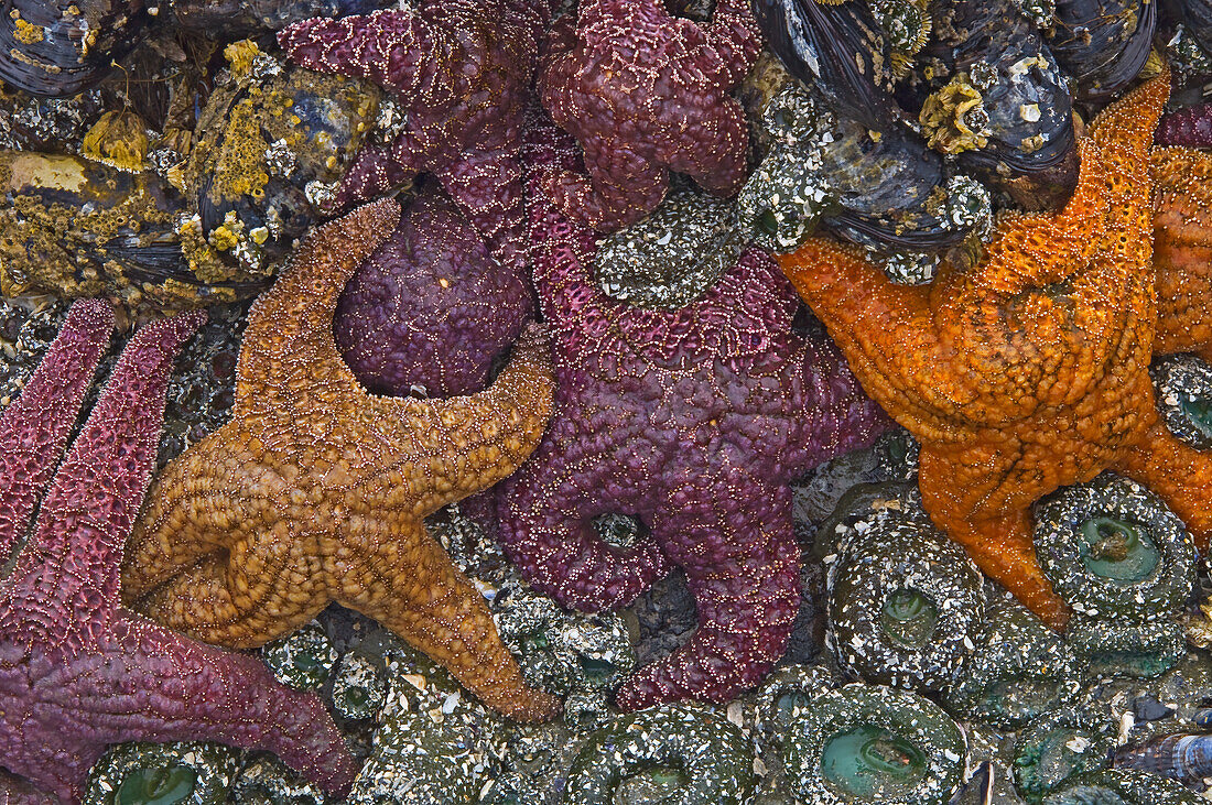 Canada, British Columbia, Pacific Rim National Park. Starfish on beach at low tide.