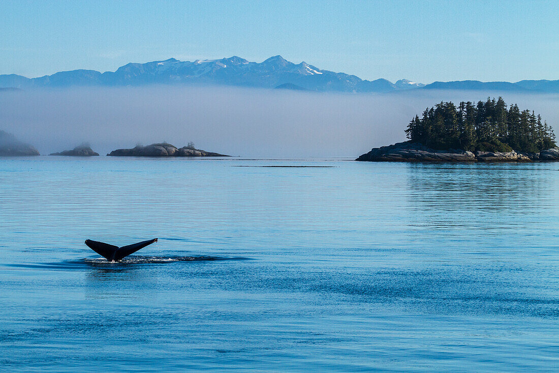 Kanada, Britisch-Kolumbien. Buckelwal beim Tauchen in den Gewässern der Johnstone Strait in British Columbia.