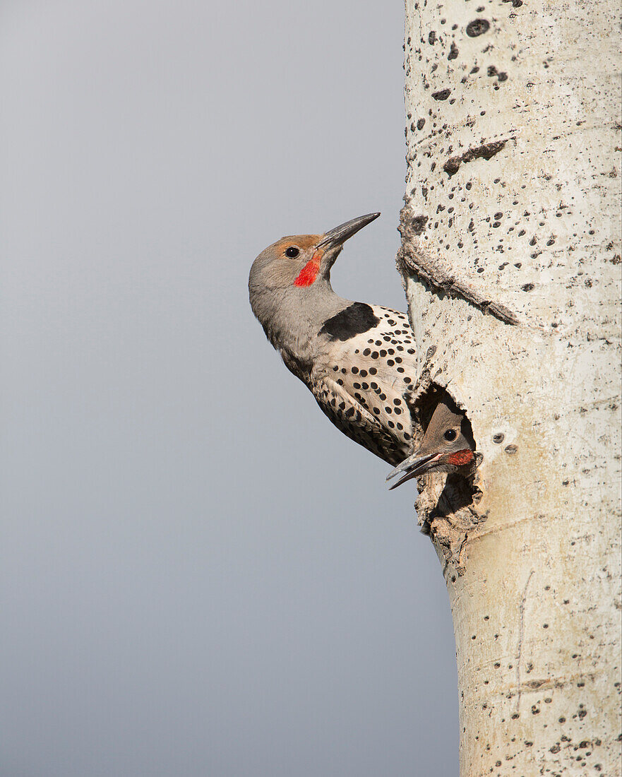 Canada, British Columbia. Adult male Northern Flicker (Colaptes auratus) at nest hole with male chick.