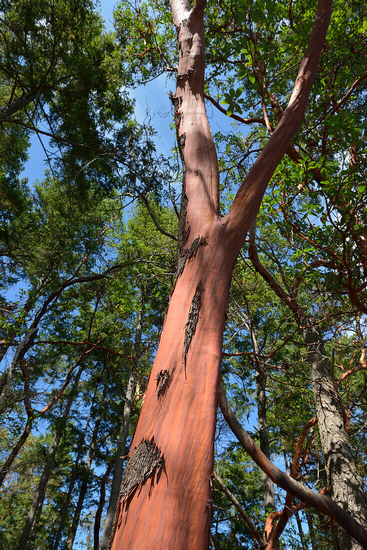 Canada, British Columbia, Russell Island. Arbutus tree (Arbutus menziesii),