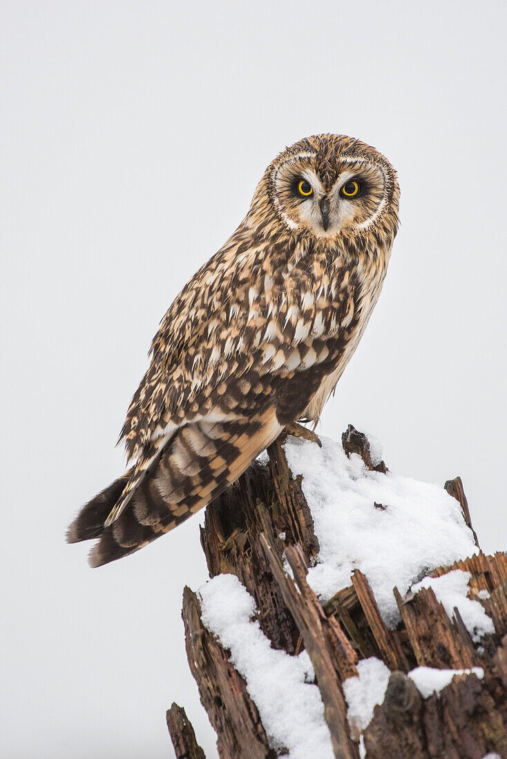 Canada, British Columbia, Boundary Bay. Short-eared owl perched on driftwood in winter.