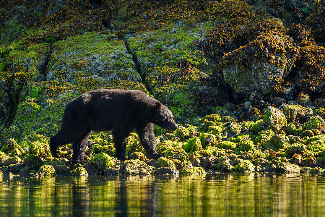 Kanada, Britisch-Kolumbien, Clayoquot Sound. Schwarzbär bei der Nahrungssuche in der Gezeitenzone.