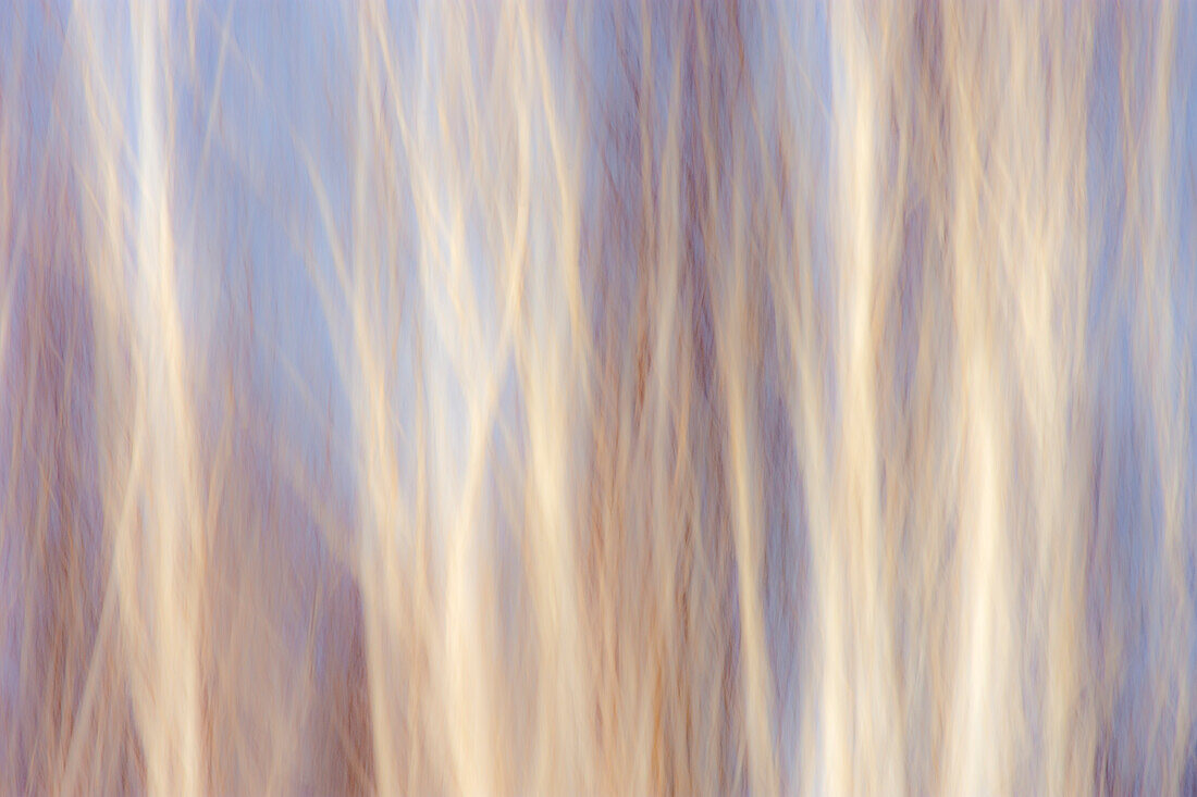 Canada, Manitoba, Sandilands Provincial Forest. Forest abstract