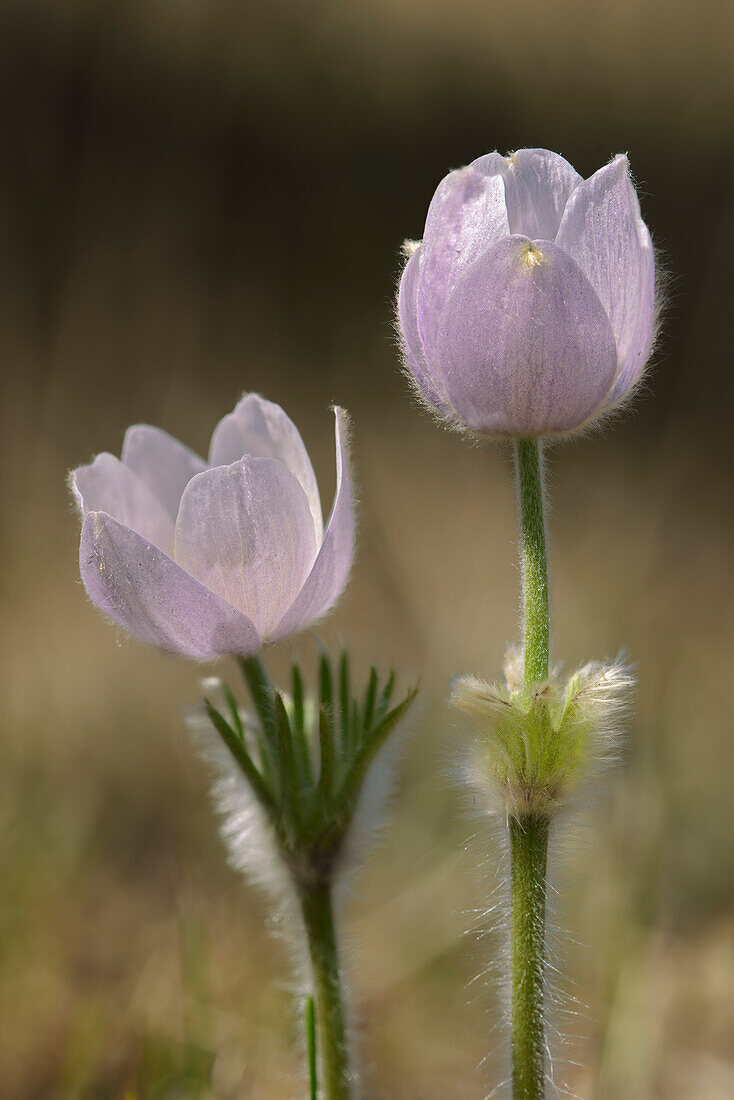 Canada, Manitoba, Prairie crocus in spring