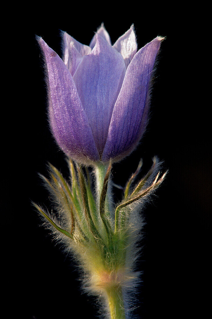 Canada, Manitoba, Sandilands Provincial Forest. Prairie crocus flower close-up.