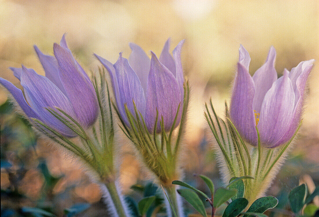 Canada, Manitoba, Sandilands Provincial Forest. Prairie crocus flowers close-up.