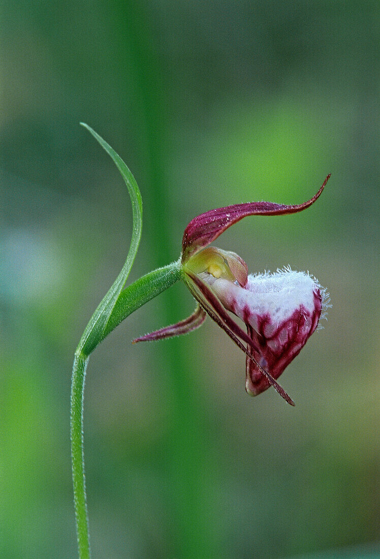 Kanada, Manitoba, Sandilands Provincial Forest. Widderkopf-Frauenschuhblüte Nahaufnahme.