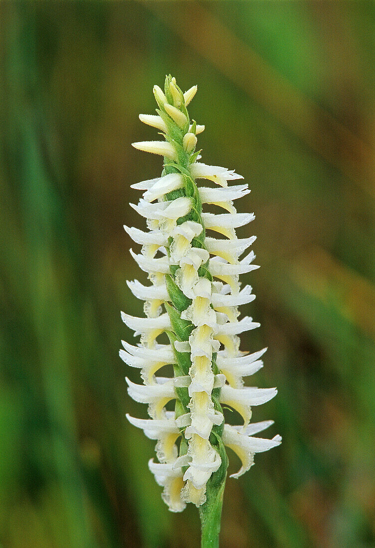 Canada, Manitoba, Tall-grass Prairie Preserve. Great Plains lady's tresses orchids.
