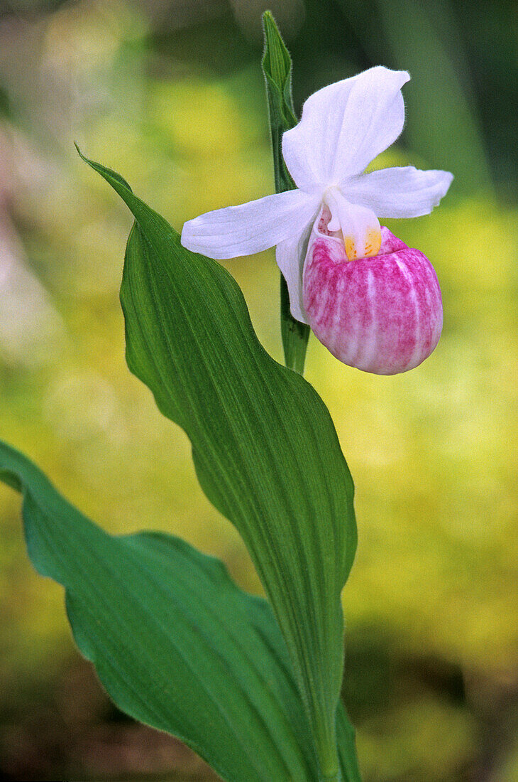 Kanada, Manitoba, Agassiz Provincial Forest. Auffällige Frauenschuh-Orchidee, Nahaufnahme.