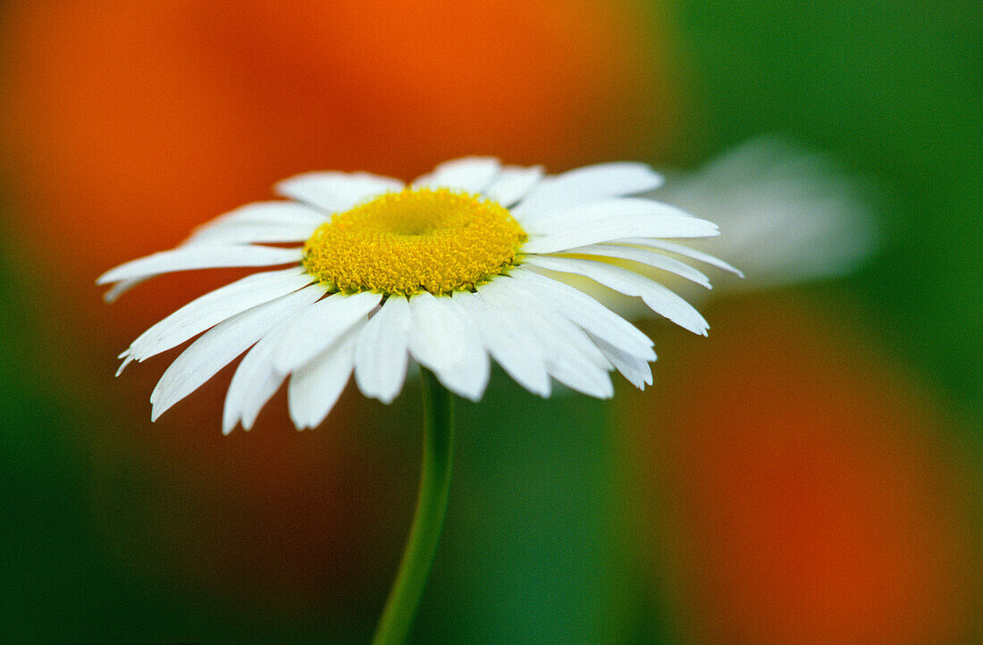 Canada, Manitoba, Winnipeg. Common daisy flower close-up.