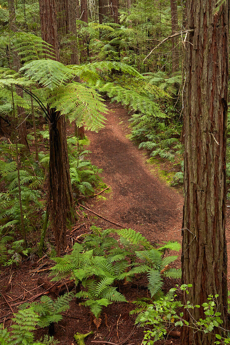 Blick auf Mammutbäume, Farne und Wanderweg, vom Redwoods Treewalk in The Redwoods (Whakarewarewa Forest), Rotorua, Nordinsel, Neuseeland