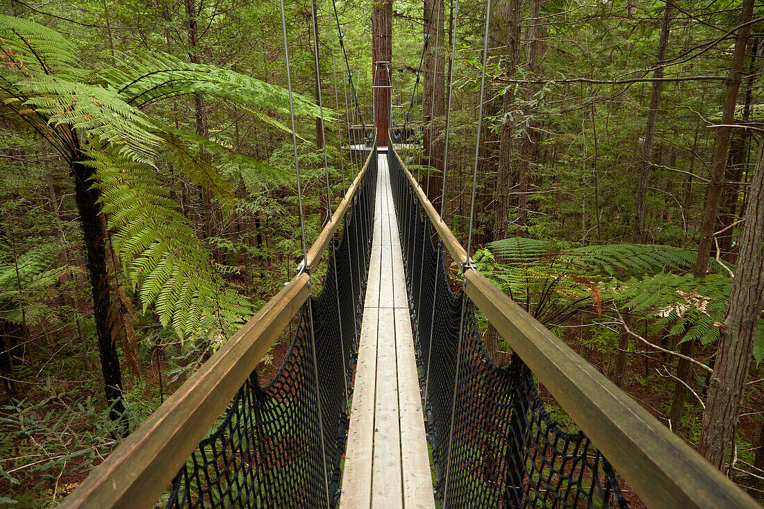 Redwoods Treewalk bei den Redwoods (Whakarewarewa Forest), Rotorua, Nordinsel, Neuseeland