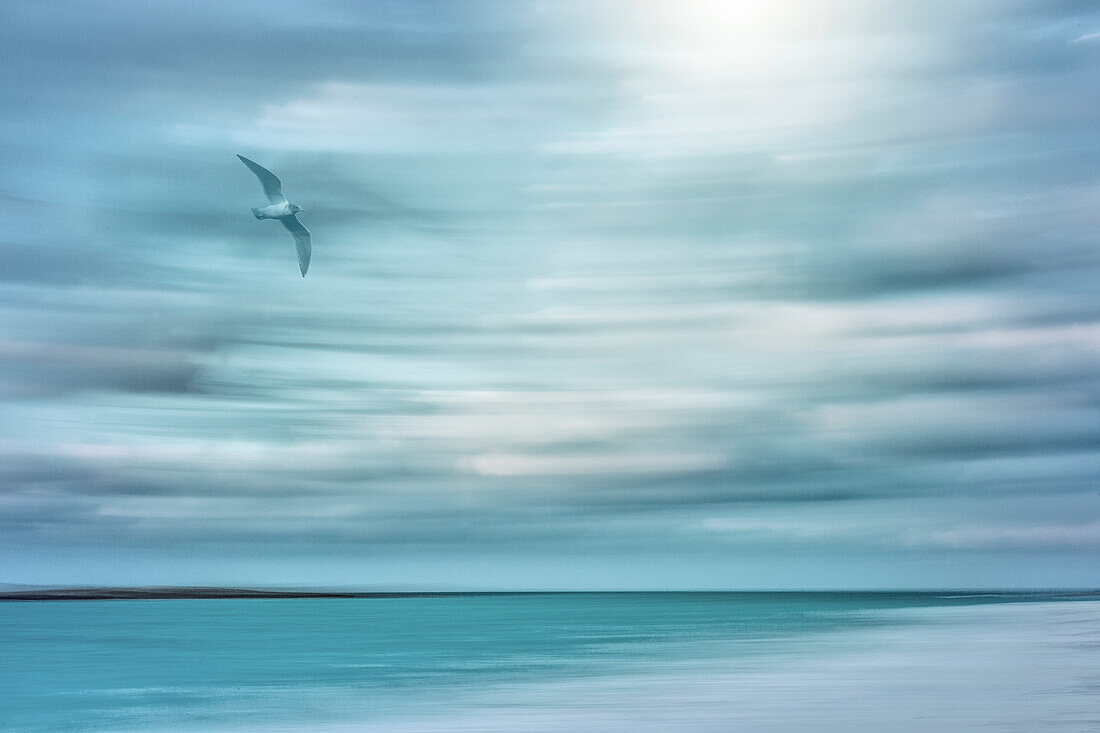 Caribbean, Bahamas, Little Exuma Island. Abstract of bird and beach