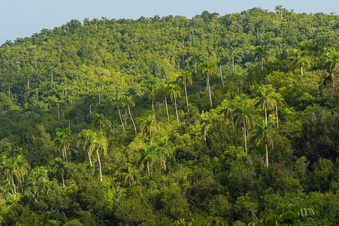 Cuba. Artemisa. Las Terrazas. UNESCO biosphere preserve and eco-community in the Rosario Mountains.