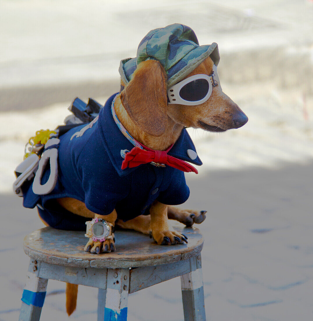 Havana, Cuba. Dog dressed-up