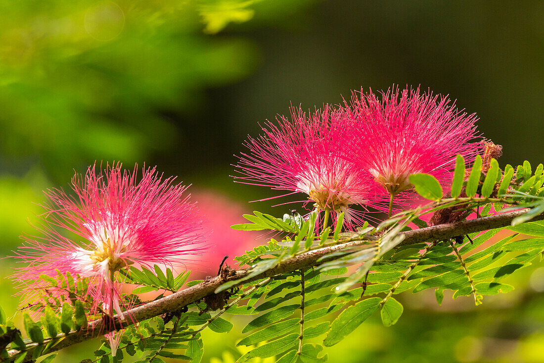 Caribbean, Trinidad, Asa Wright Nature Center. Mimosa blossoms close-up