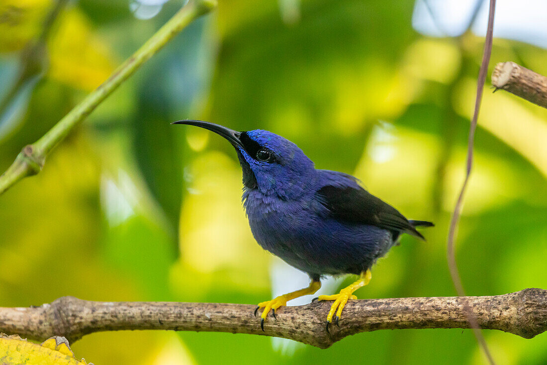 Caribbean, Trinidad, Asa Wright Nature Center. Male purple honeycreeper on limb