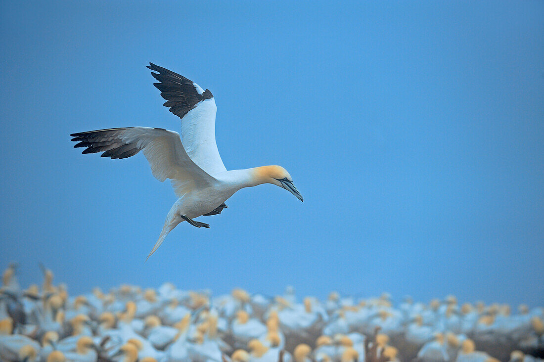 Canada, Quebec, Bonaventure Island. Northern gannet flying over colony.