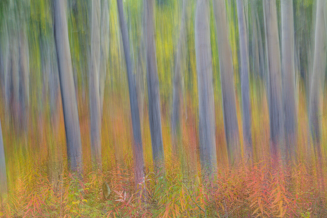 Canada, Yukon, Kluane National Park. Abstract motion blur of aspen trees