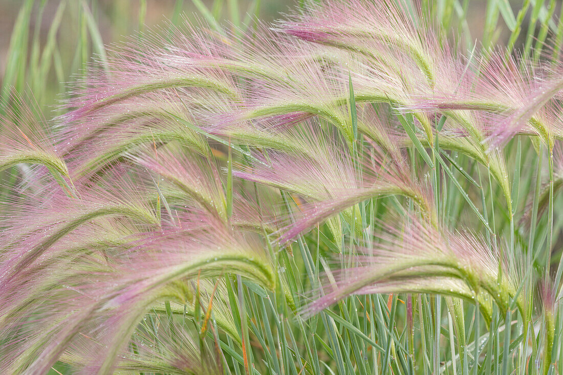 Canada, Yukon. Foxtail grass close-up